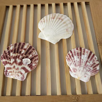100pc/Bag Mušle Schelpen Coquillage Conchas Shell Pro Domácí Dekoraci Babylon Námořních Domů Mořské Dekor 4-7cm Vroubkování