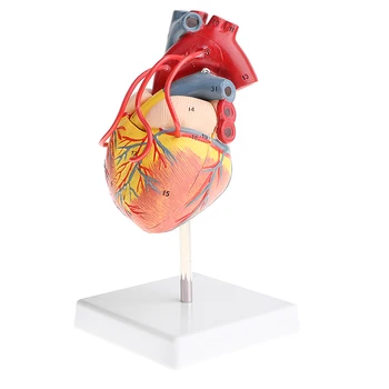 Laboratorní Studie Zařízení 1:1 Odnímatelný Lidské Srdce Bypass Komor Žíly Model Vzdělávací, Vědecké Hračky