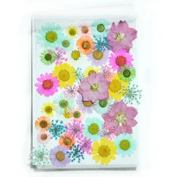 Lisované Květy malé Sušené Květiny Scrapbooking suché DIY Zachovalé Květinová Výzdoba Domů Mini Smíšené okvětní Lístky