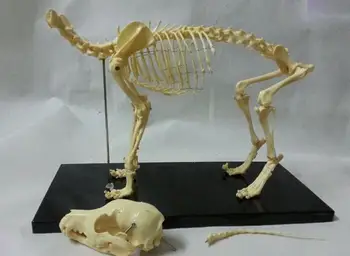 Malý pes Psí pvc kostra modelu zvířecí kostry modelu