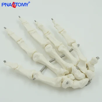 Život velikost lidská noha kosti, model, ruce, kosti, svaly lékařské nástroje anatomie výuky produktu propagační dárek PNATOMY odolné