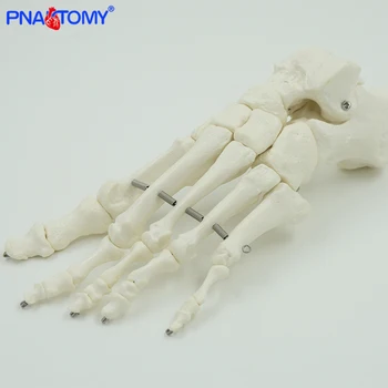 Život velikost lidská noha kosti, model, ruce, kosti, svaly lékařské nástroje anatomie výuky produktu propagační dárek PNATOMY odolné
